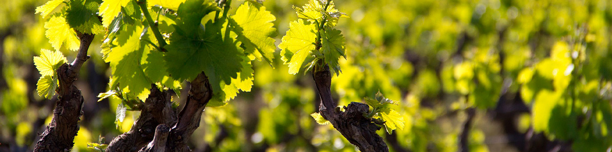 Productor: Domaine du Bouchot