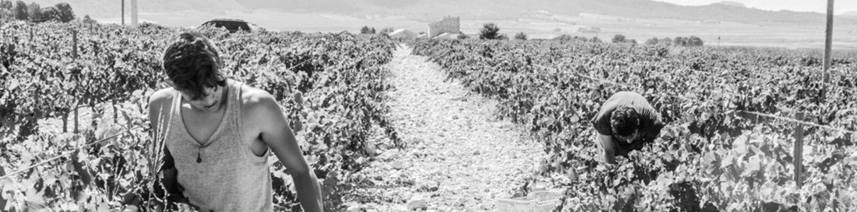 Productor: Bodega Sierra de Cabreras