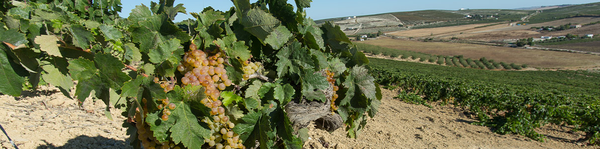 Productor: Bodegas Serdio