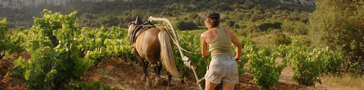 Productor: Le Clos des Fées