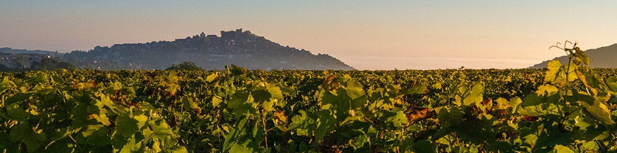 Productor: Le Piton de Sancerre