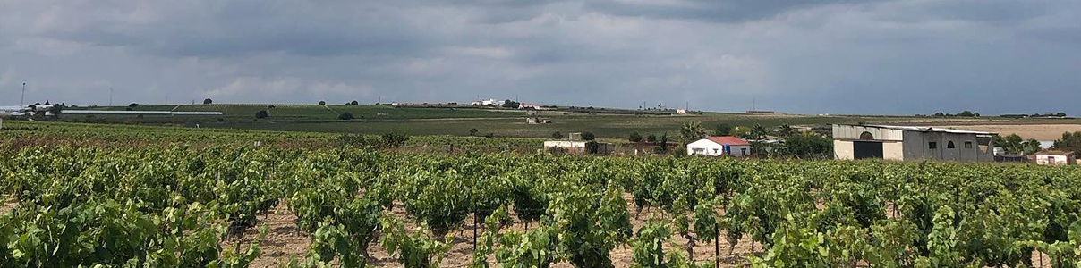 Productor: Agrícola Calcárea