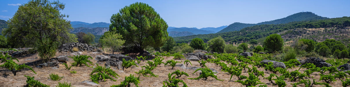 Productor: Vainores Viñas y Bodega