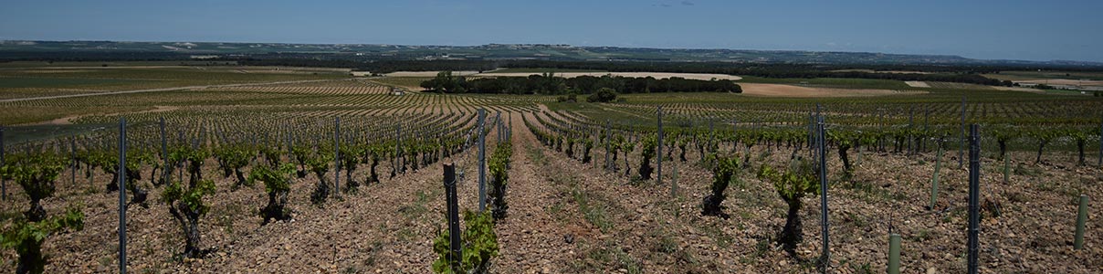 Productor: Campo Elíseo