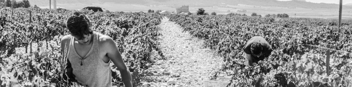 Productor: Carabibas Bodegas Sierra de Cabreras