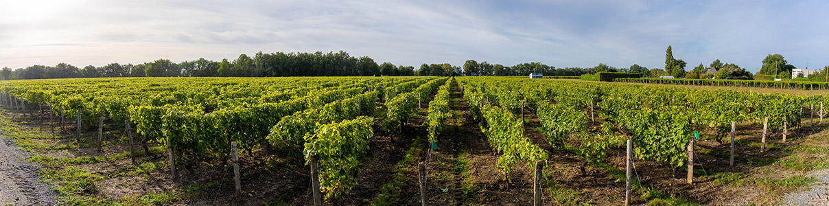 Productor: Clos des Aumônes