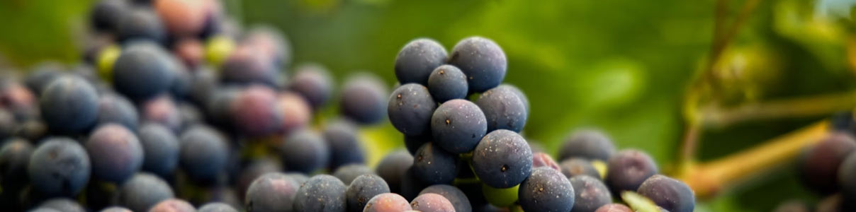 Productor: Bodegas y Viñedos Mas Asturias