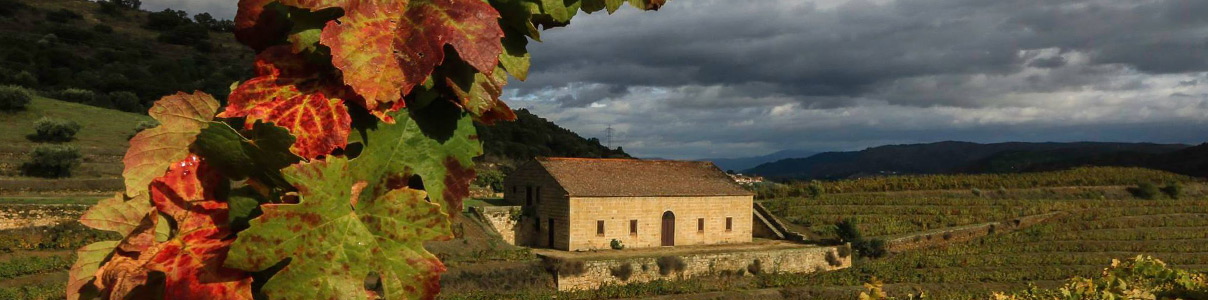 Productor: Quinta do Vale Meão