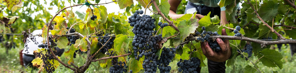 Productor: Azienda Agricola Arianna Occhipinti