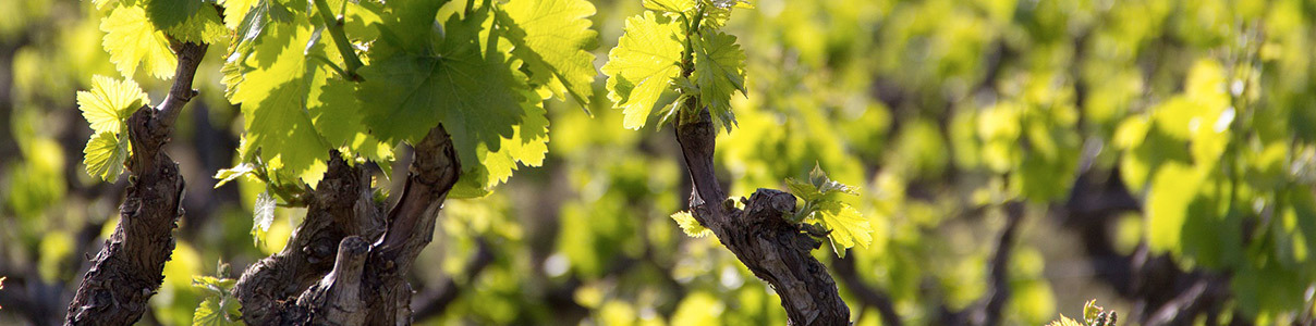 Productor: Portlandia Wines