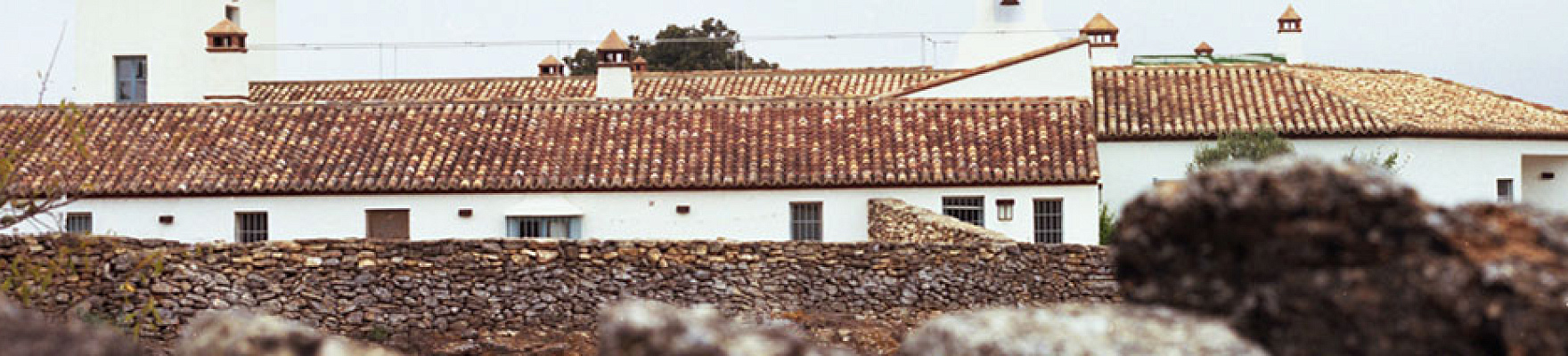 Productor: Cortijo Los Aguilares