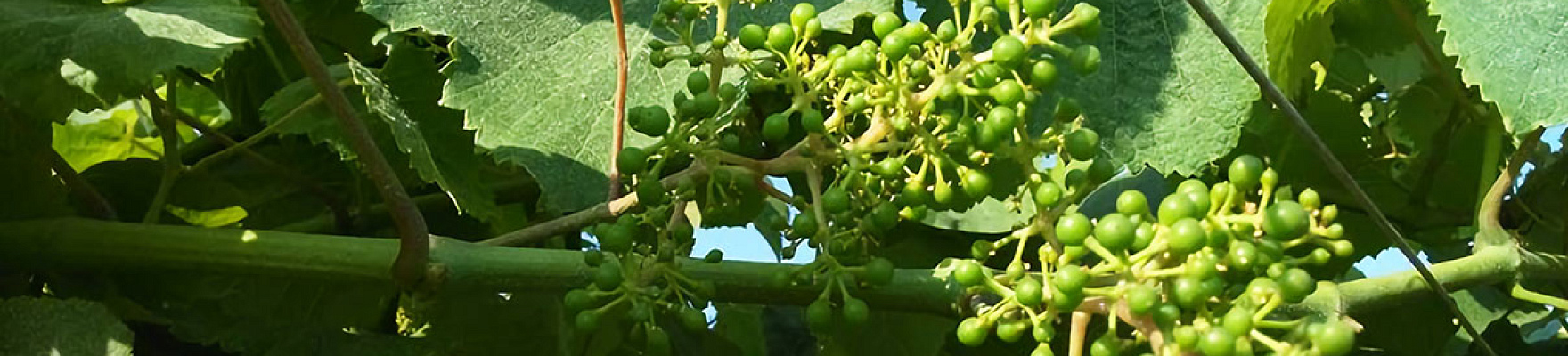 Productor: Nanclares y Prieto Viticultores