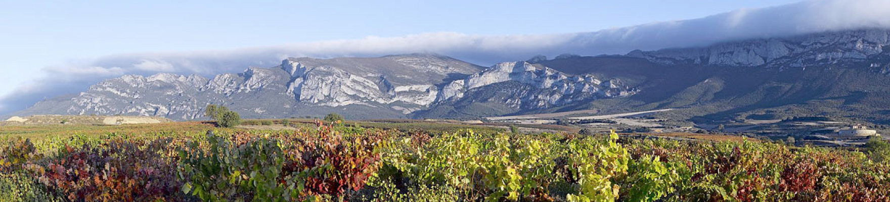 Productor: Bodega Altos de Rioja