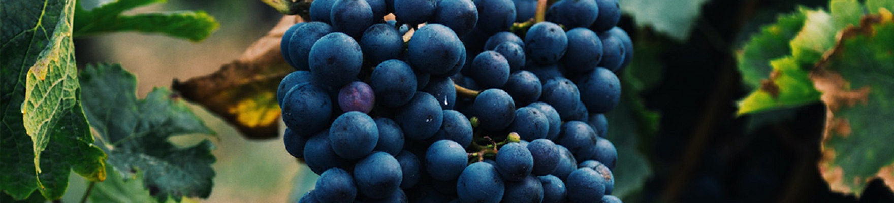 Productor: Bruno Giacosa