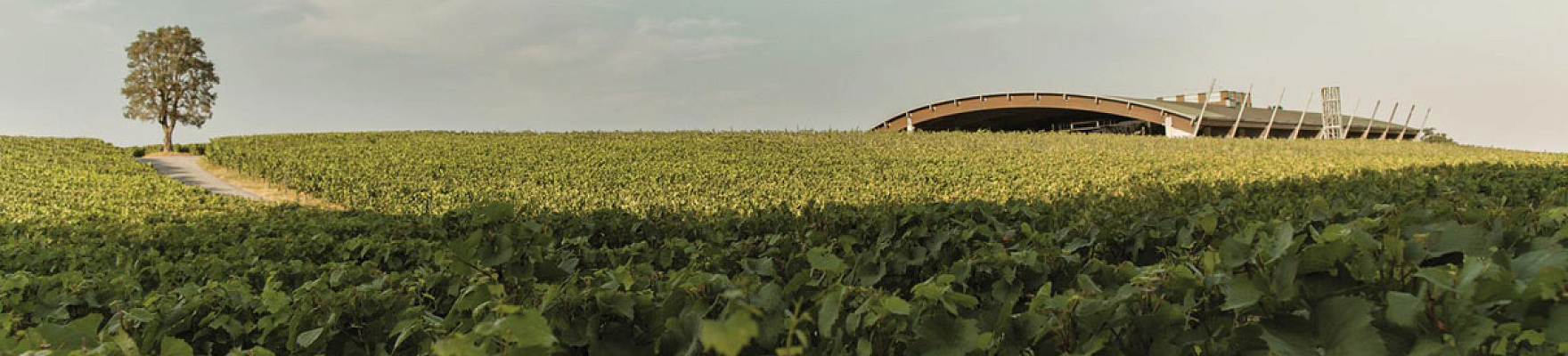Productor: Ca' del Bosco