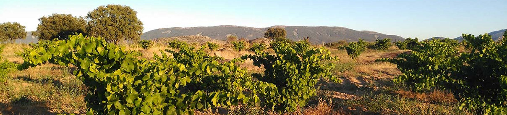 Productor: Bodegas y Viñedos Cerro del Aguila