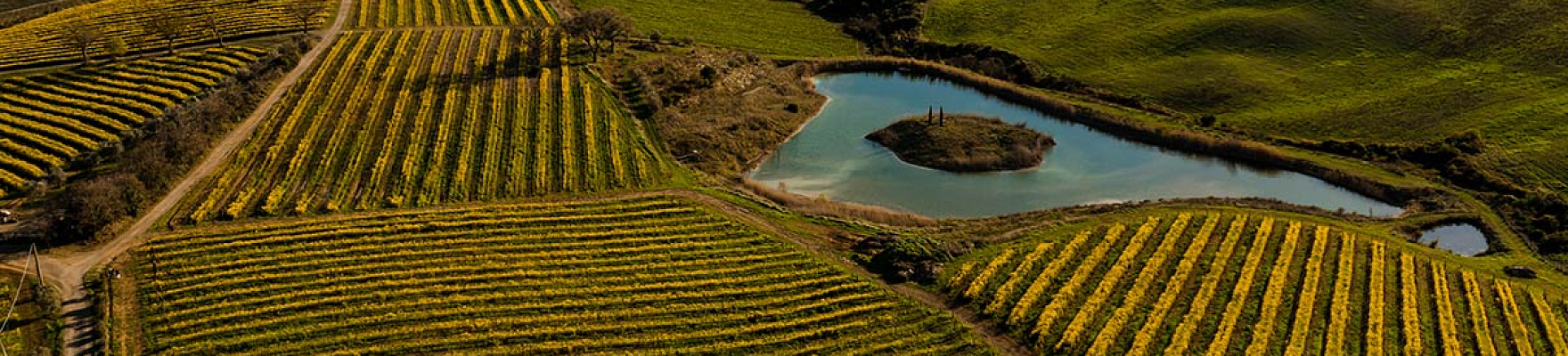 Productor: Ciacci Piccolomini D'Aragona