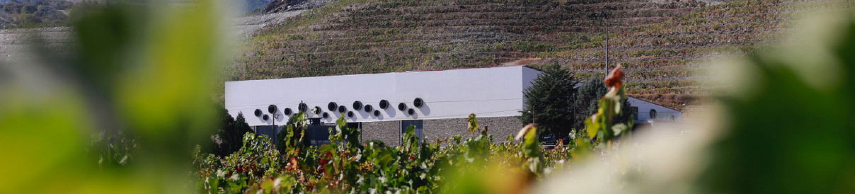 Productor: Conceito Wines