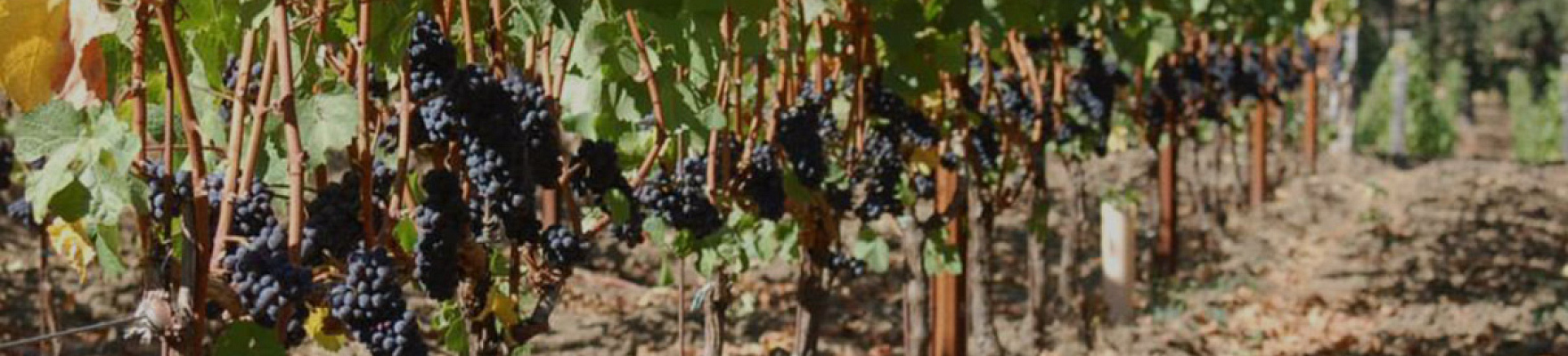 Productor: Dr. Loosen