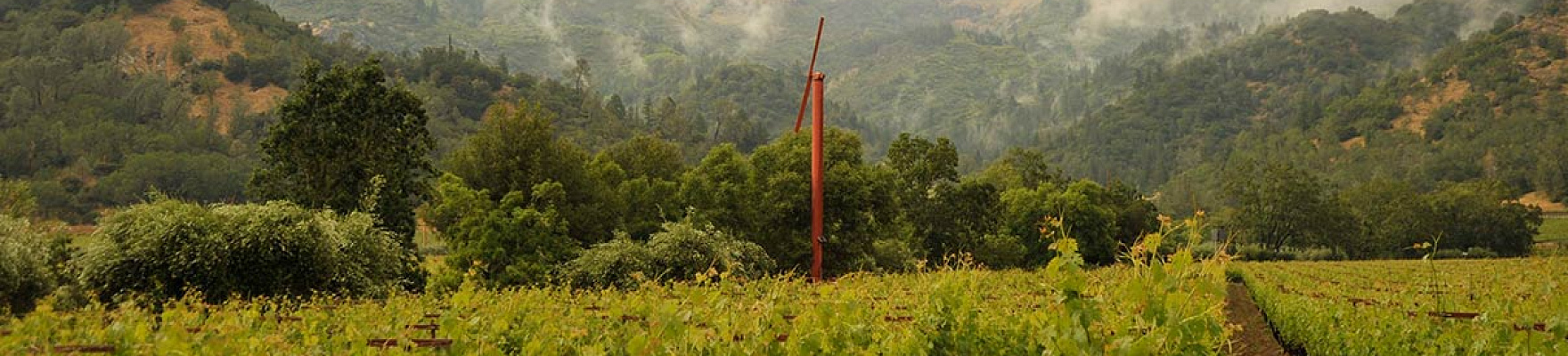 Productor: Eisele Vineyard