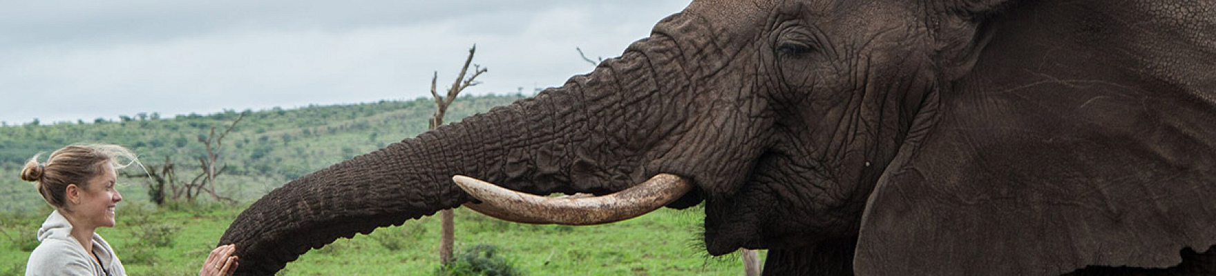 Productor: Elephant Gin
