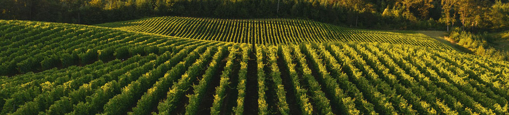 Productor: Fio Wines