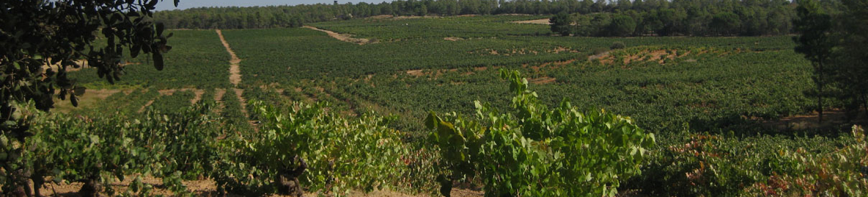 Productor: Hacienda Solano