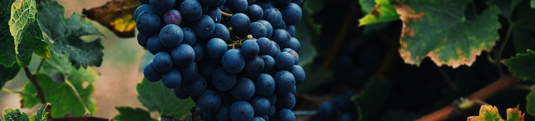 Productor: Jean Foillard