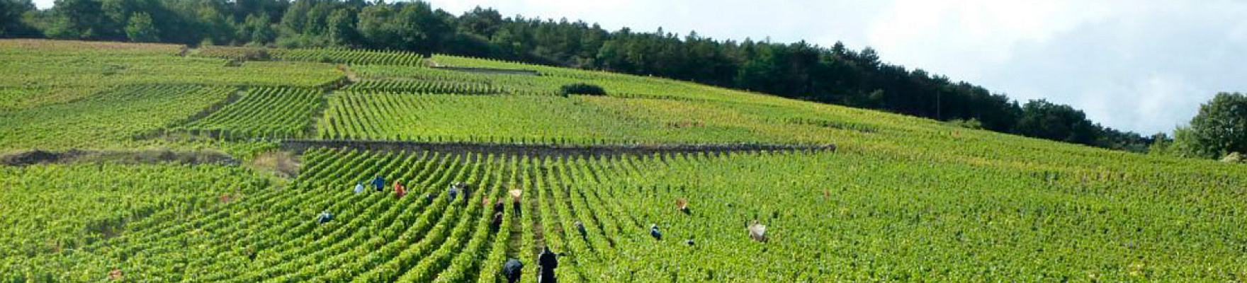 Productor: Domaine Jean Grivot