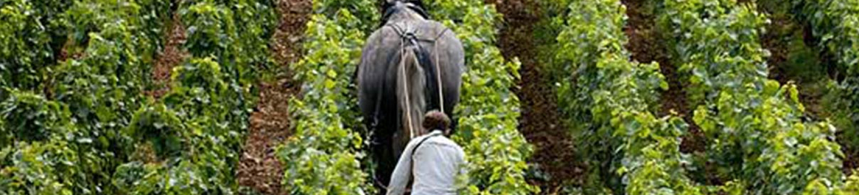 Productor: Domaine Jean-Jacques Confuron