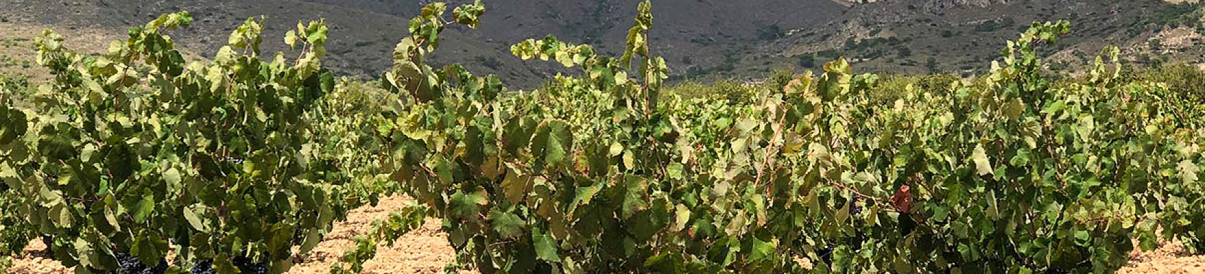 Productor: Mateo Wines