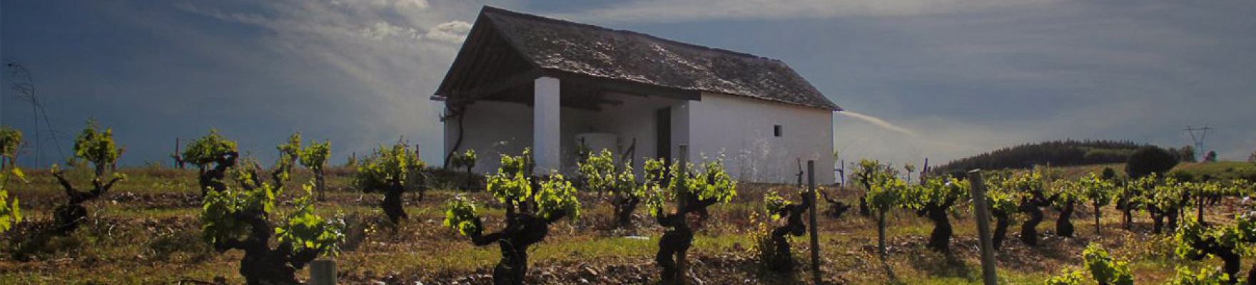 Productor: Bodegas y Viñedos Merayo