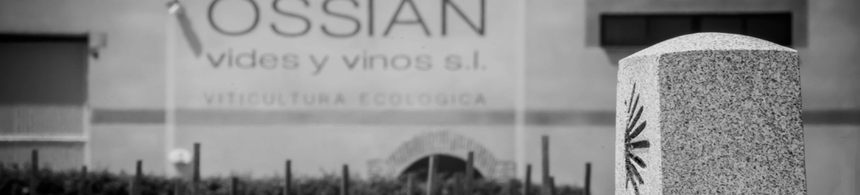 Productor: Ossian Vides y Vinos