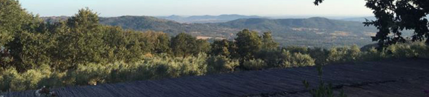 Productor: Península Vinicultores