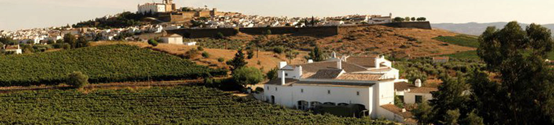 Productor: Quinta do Mouro