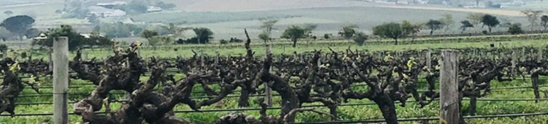 Productor: Reyneke Wines