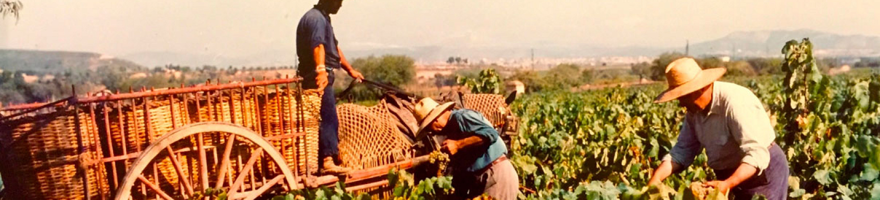 Productor: Cava Rovellats