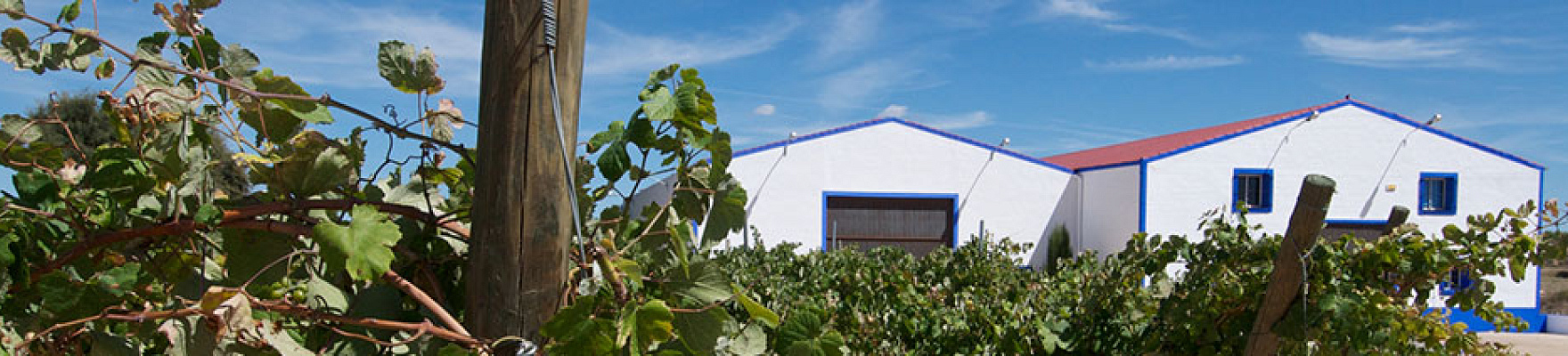 Productor: Finca Sandoval
