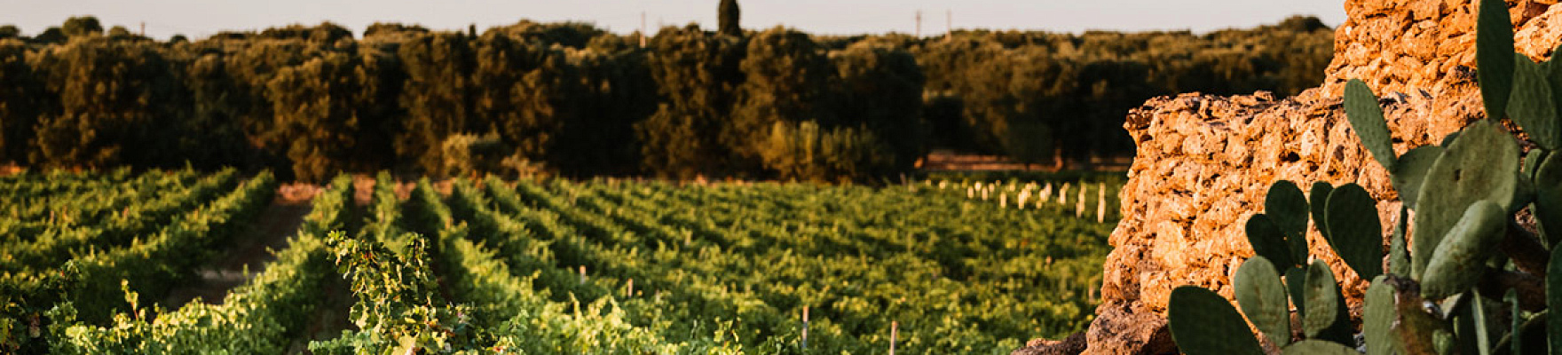 Productor: San Marzano