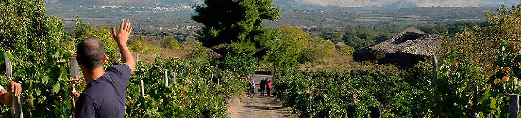 Productor: Tenuta delle Terre Nere