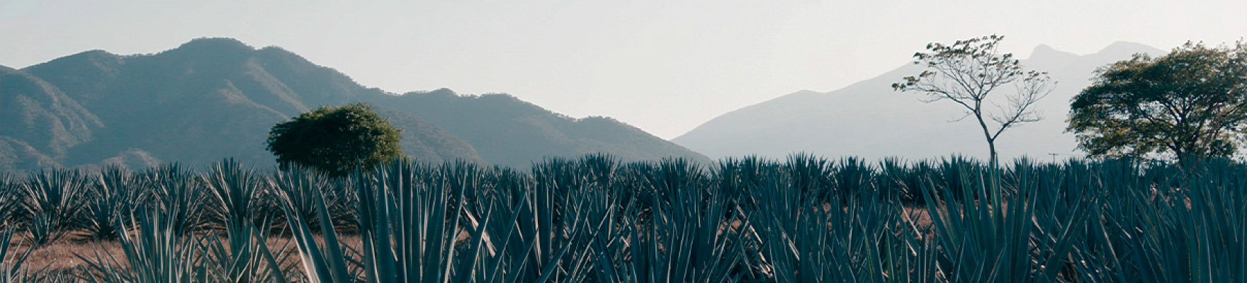 Productor: Tequila Herradura