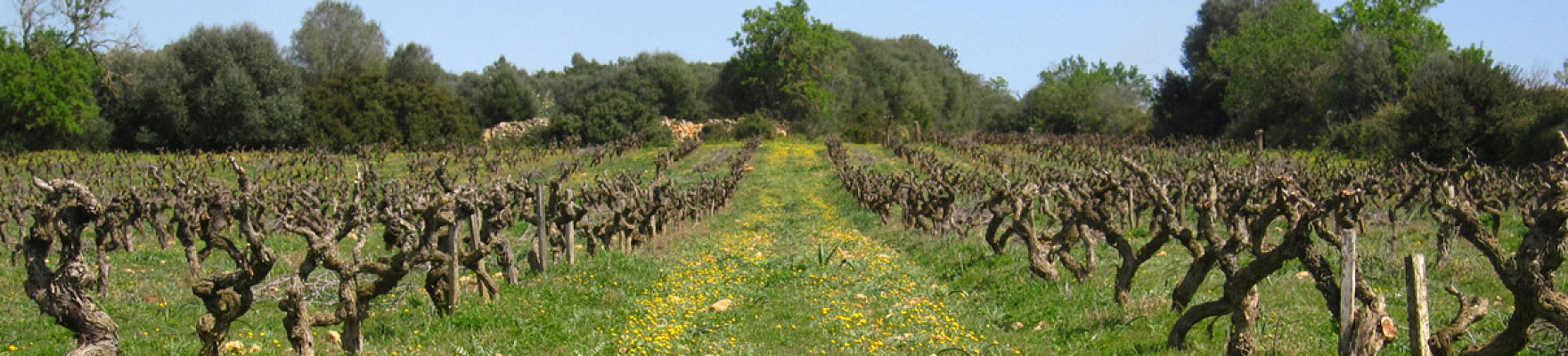 Productor: Terra de Falanis