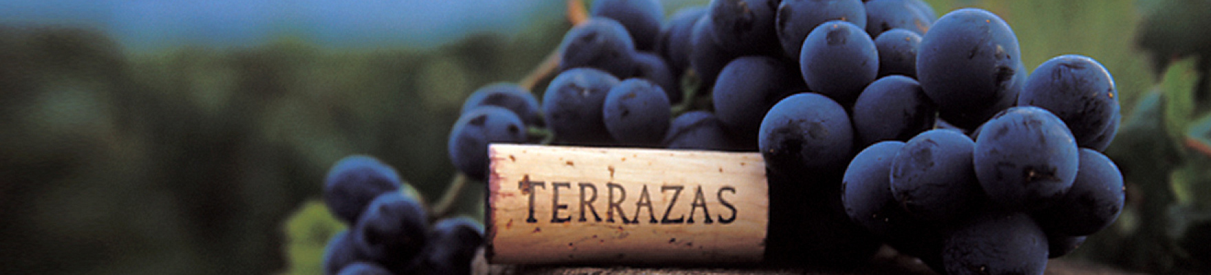 Productor: Terrazas de los Andes