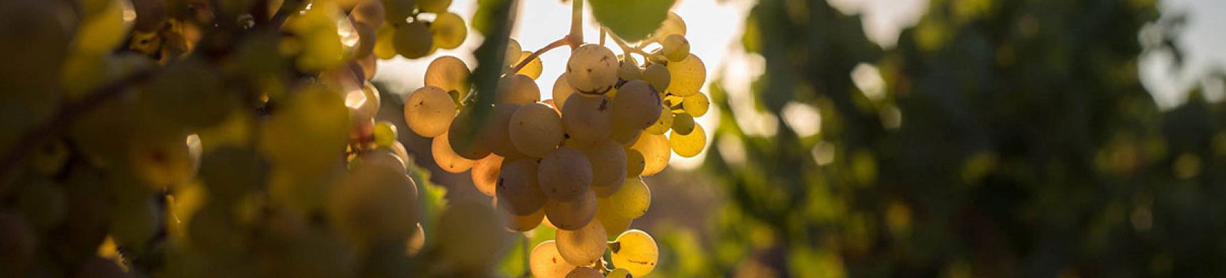 Productor: Uvas Felices