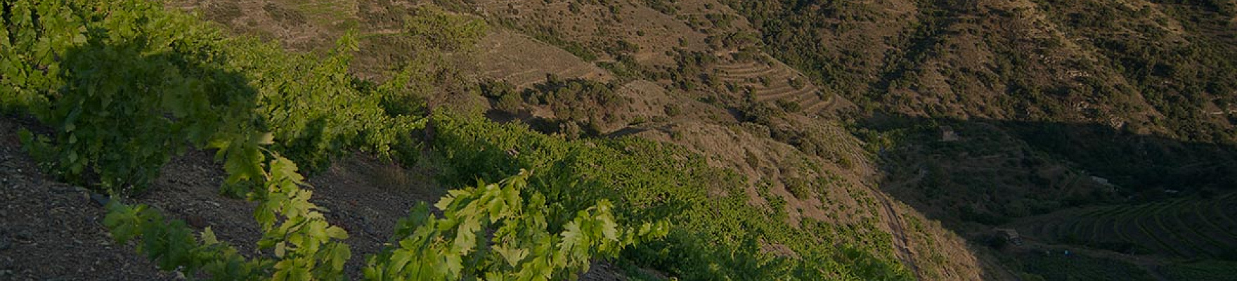 Productor: Celler Vall Llach 