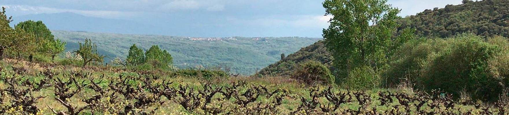 Productor: Viñas Serranas