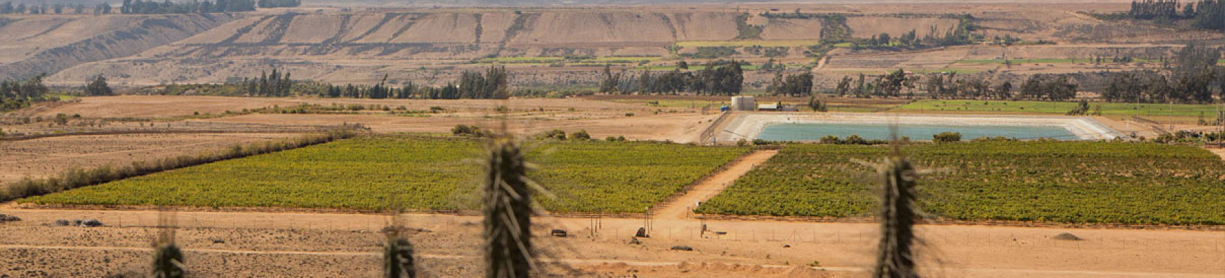 Productor: Viña Ventisquero