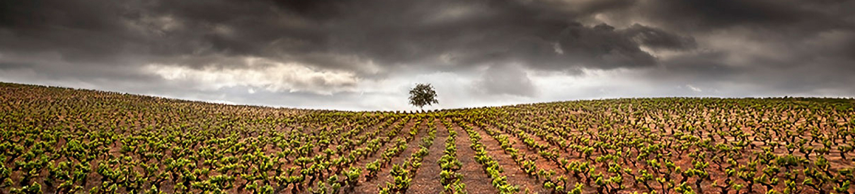 Productor: Vinos Guerra