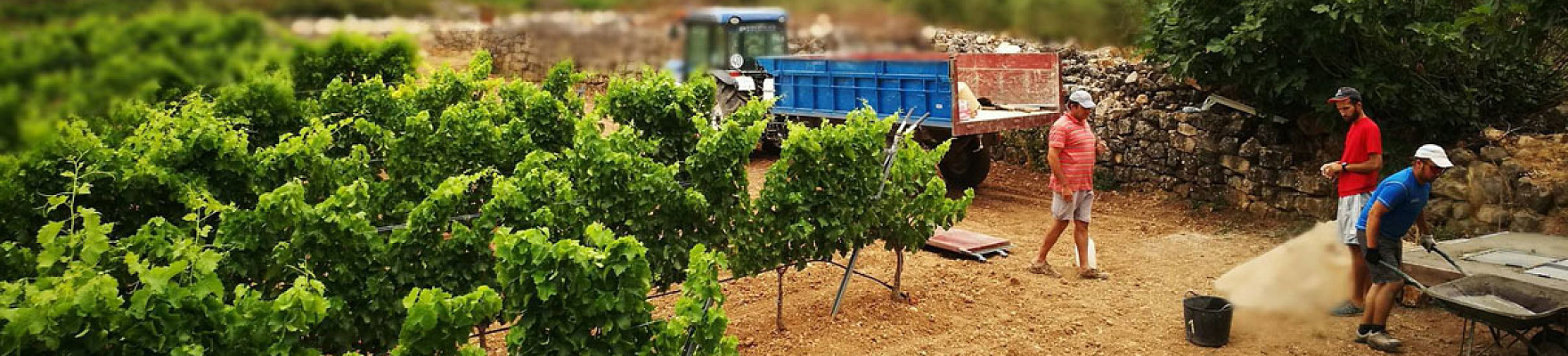 Productor: Vins del Tros
