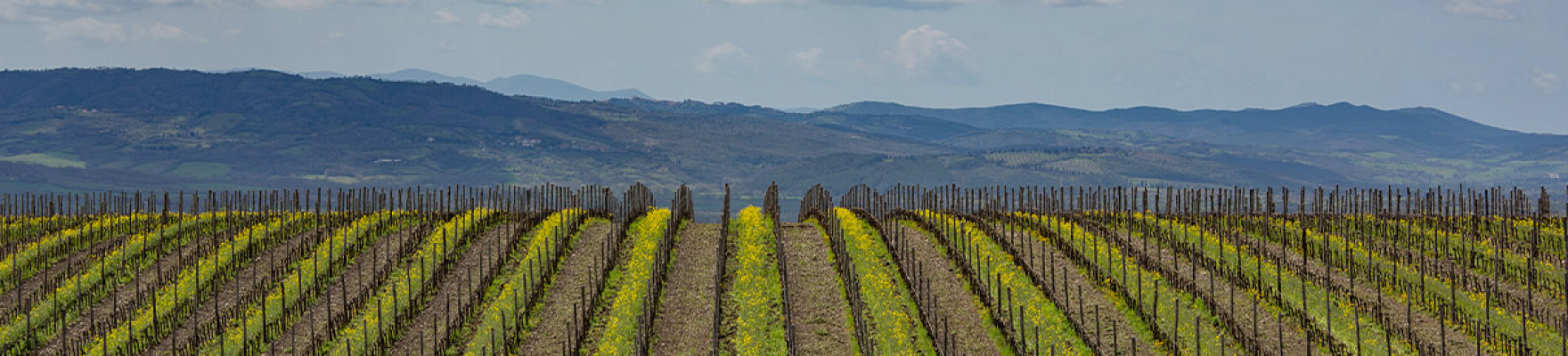 Productor: Tenuta Luce
